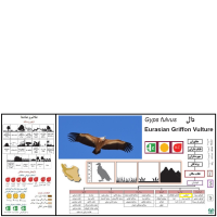 گونه کرکس Eurasian Griffon Vulture